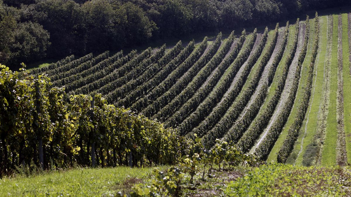 V Čechách pomrzlo 40 procent vinohradů